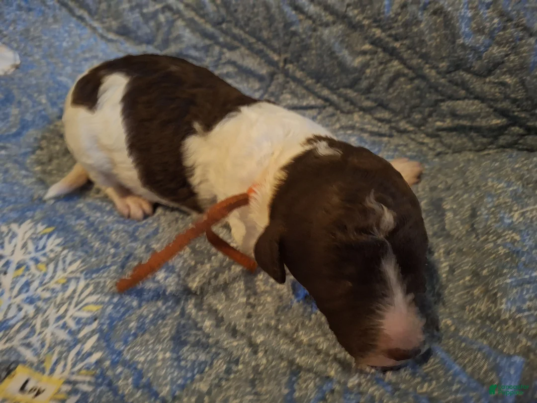 Labradoodle dogs for sale: *REDUCED* Goji - Ad 9