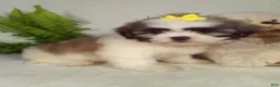 Shih Tzu dogs for sale: Macy - Ad 5