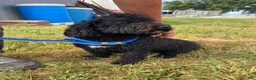 Bernedoodle dogs for sale: Maverick  - Ad 3