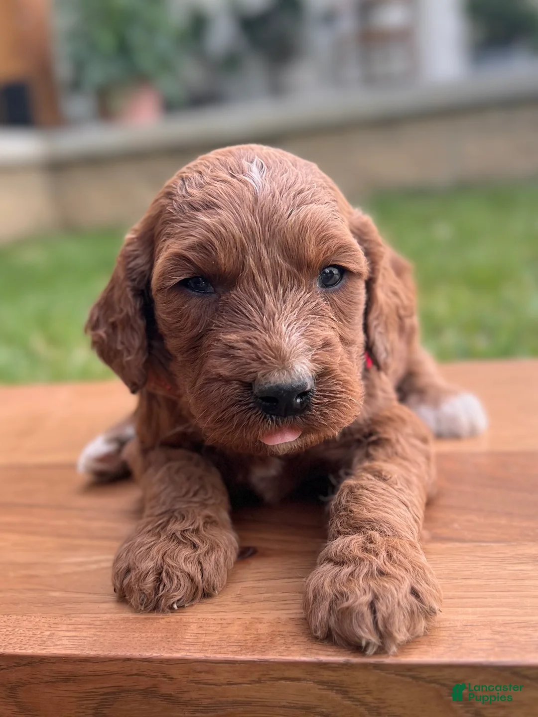 Irish Doodle dogs for sale: Oakley - Ad 2