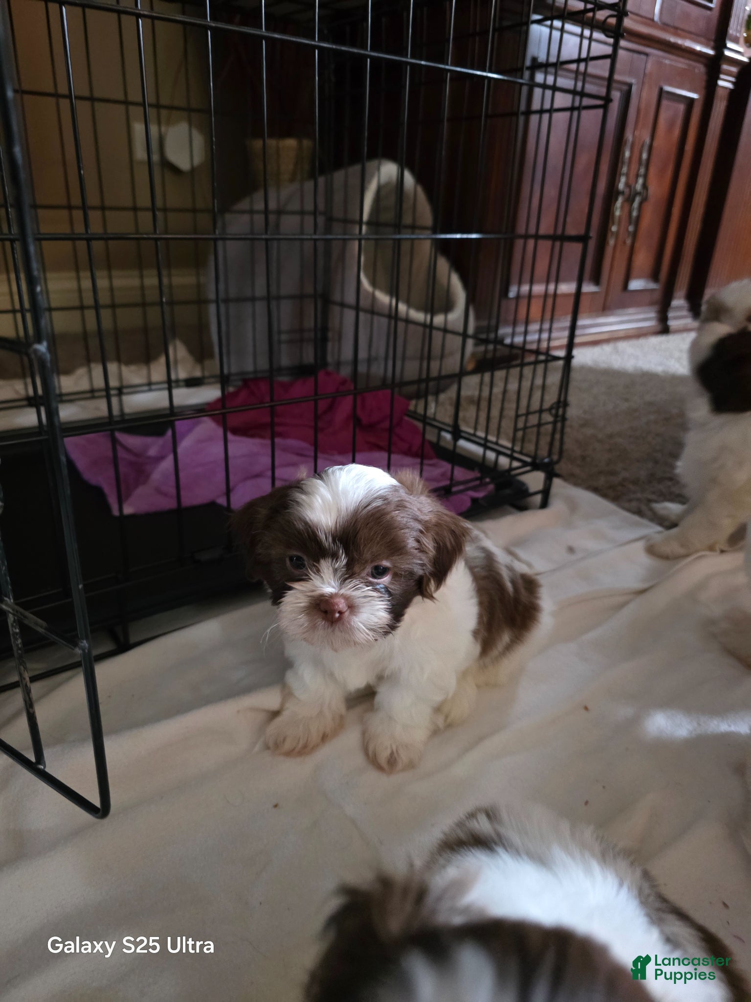 Shih Tzu dogs Shih Tzu Puppy 2 - Ad 40
