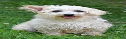 Maltipoo dogs for sale: Graham - Ad 15