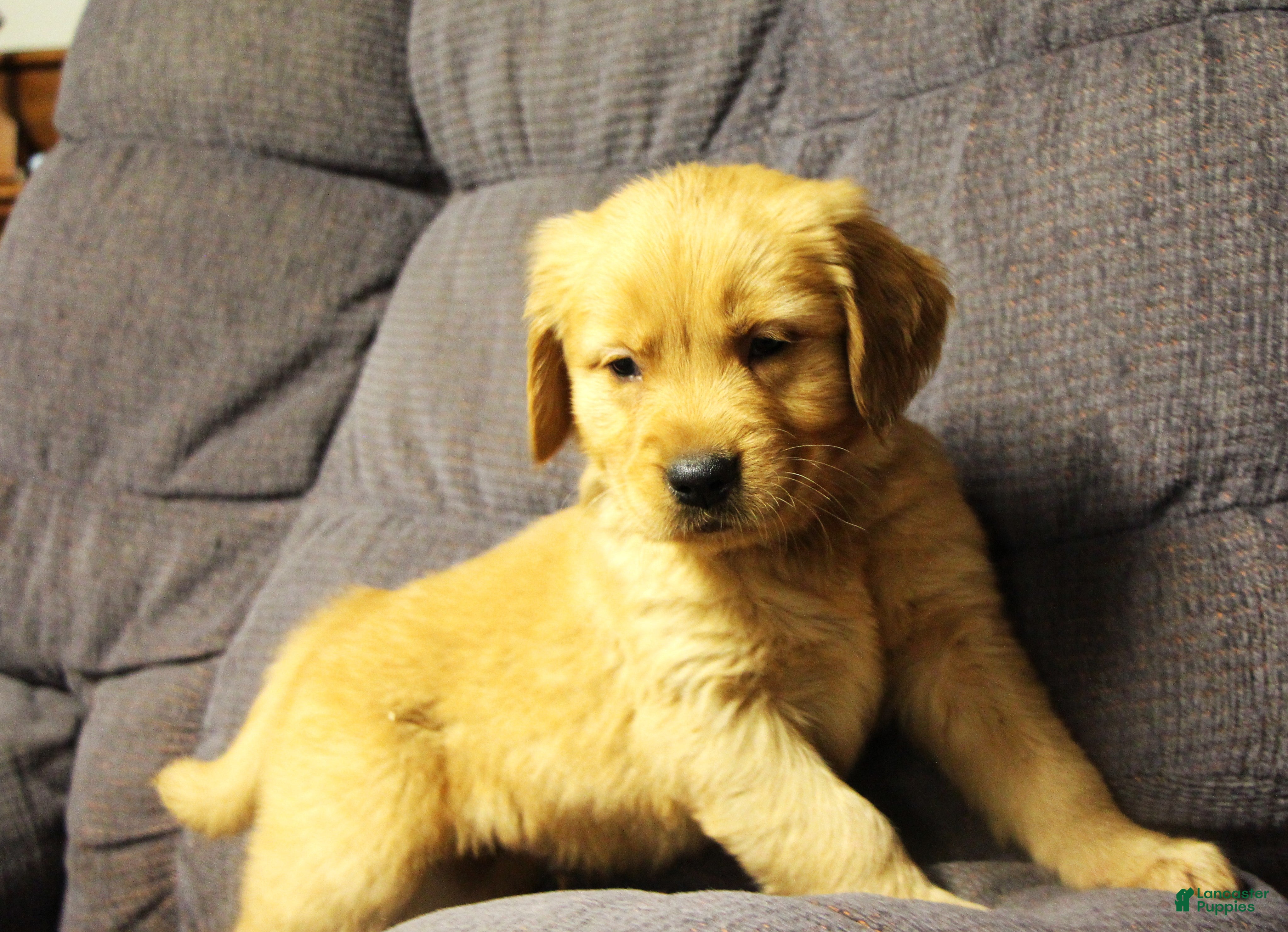 Golden Retriever dogs Rune - Ad 38