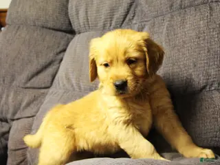 Golden Retriever dogs Rune - Ad 38