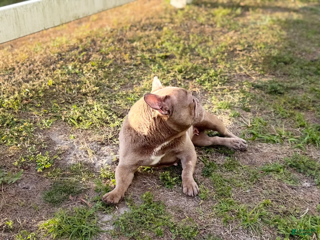 French Bulldog dogs for sale: honey - Ad 7