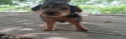 Welsh Terrier dogs for sale: Blue Boy - Ad 3