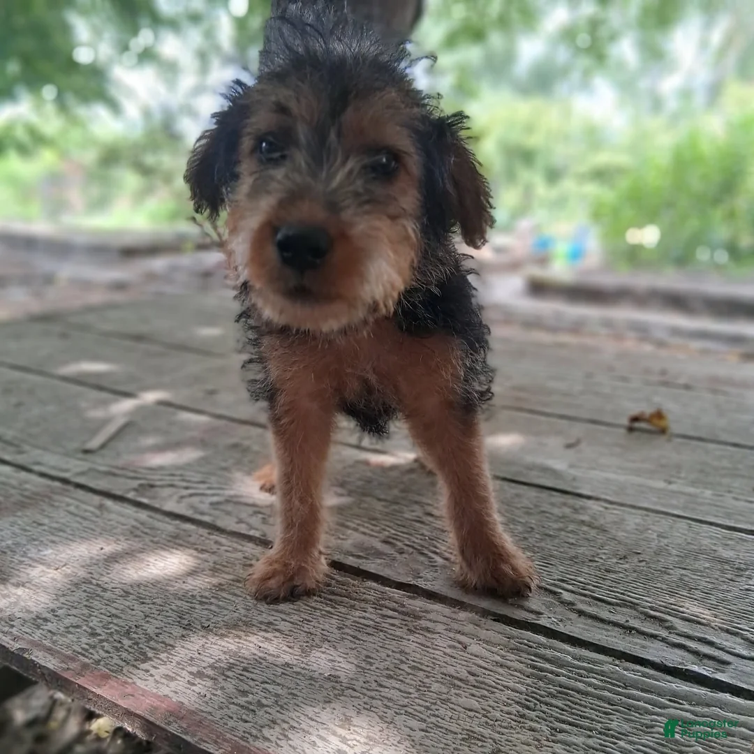 Welsh Terrier dogs for sale: Blue Boy - Ad 3
