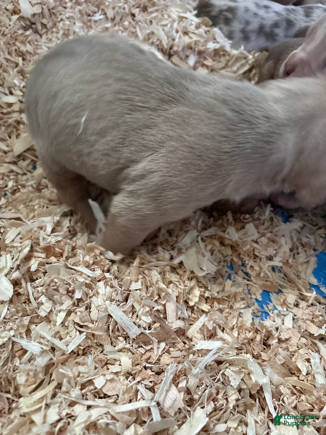 American Bully dogs for sale: Scarr - Ad 2