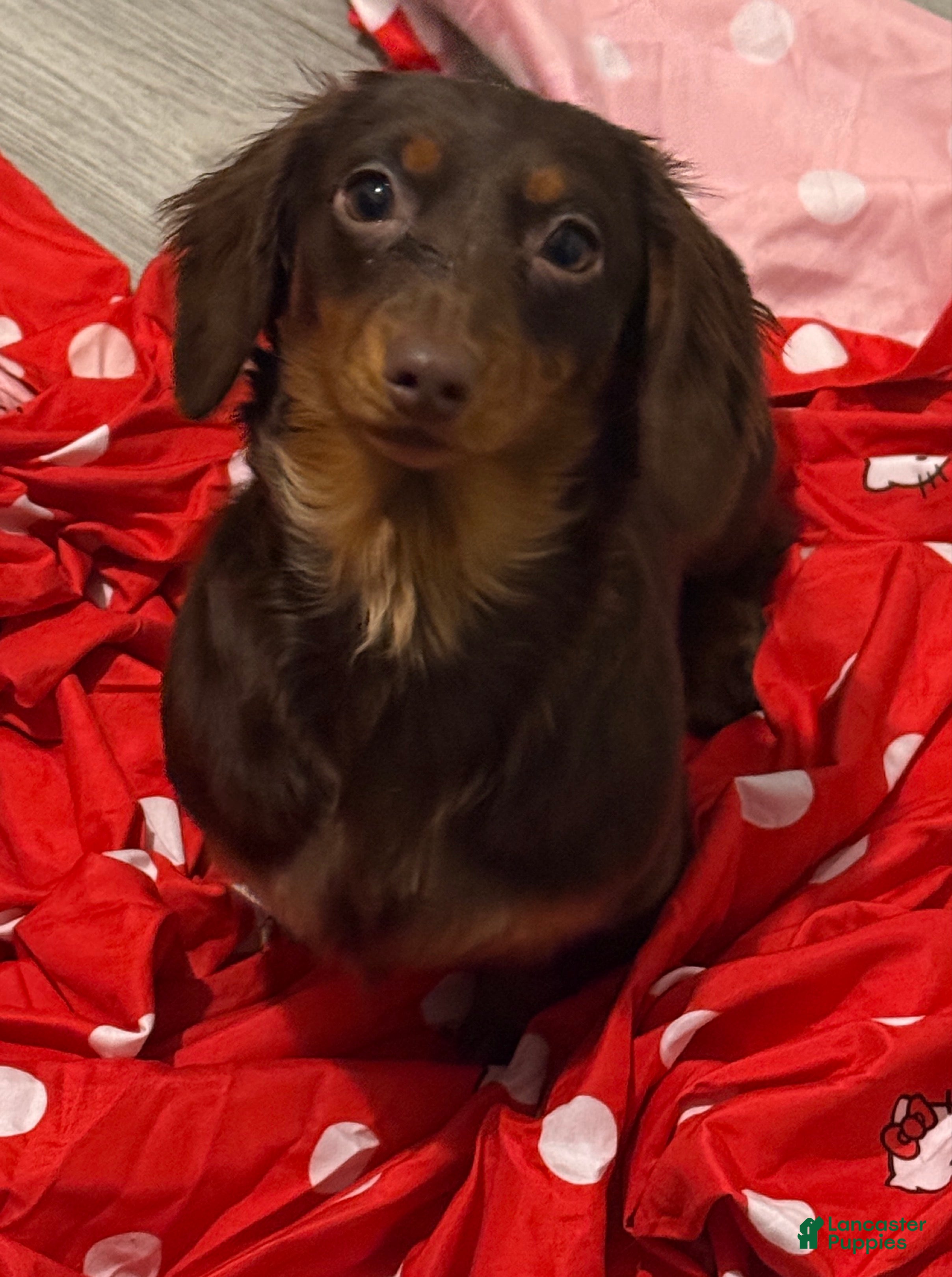 Miniature Dachshund dogs Chocolate mini female in heat not spayed  - Ad 21