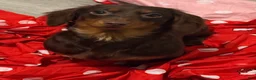 Miniature Dachshund dogs for sale: Chocolate mini female in heat not spayed  - Ad 1