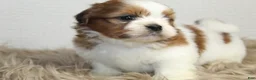 Shih Tzu dogs for sale: Niko - Ad 4