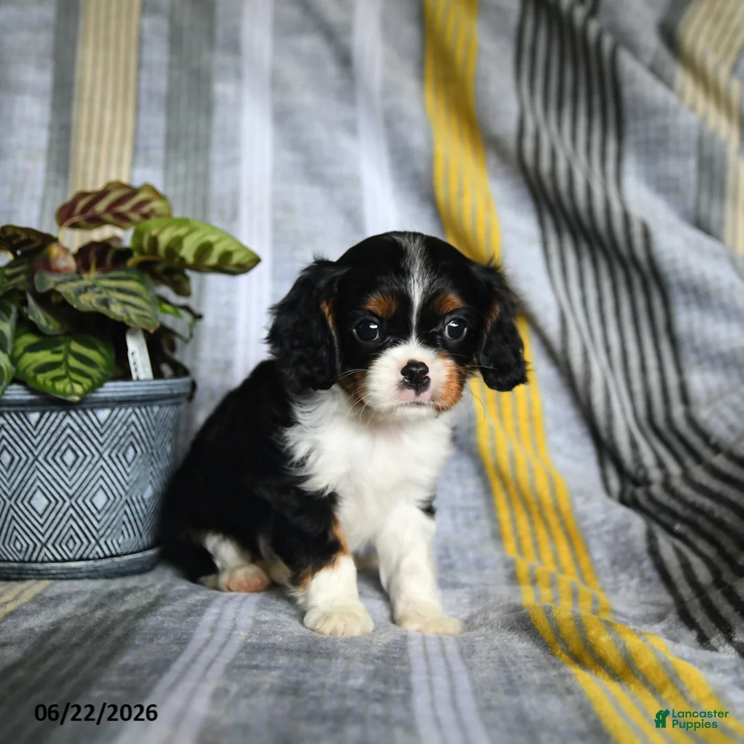 Cavalier King Charles Spaniel dogs for sale: Jett - Ad 2