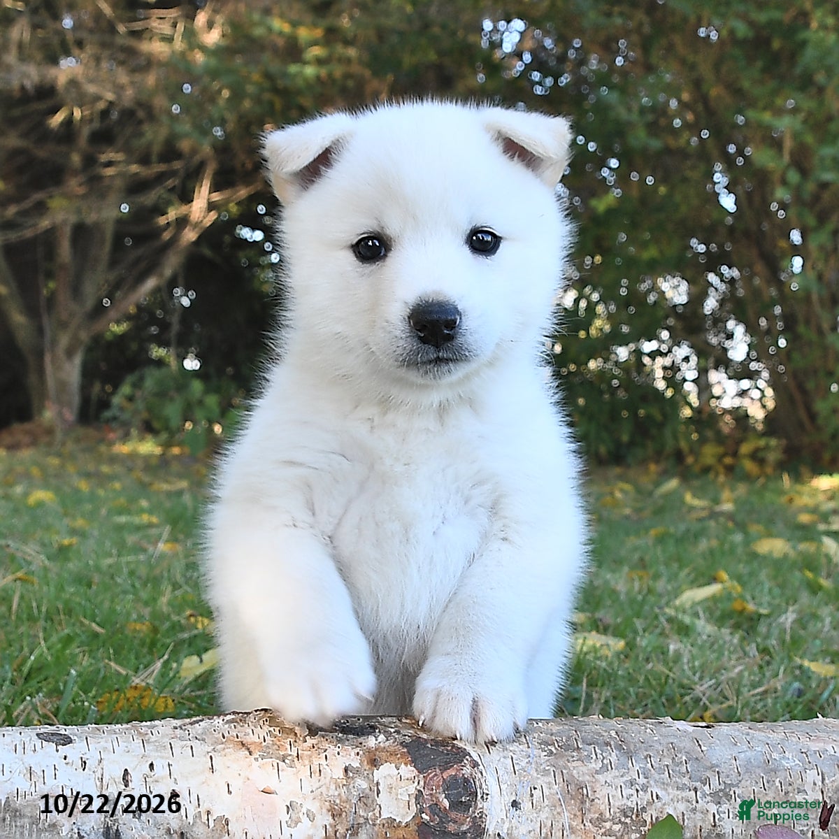 Pomsky dogs for sale: Arctic  - Ad 1