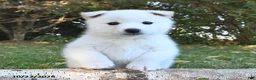 Pomsky dogs for sale: Arctic  - Ad 1