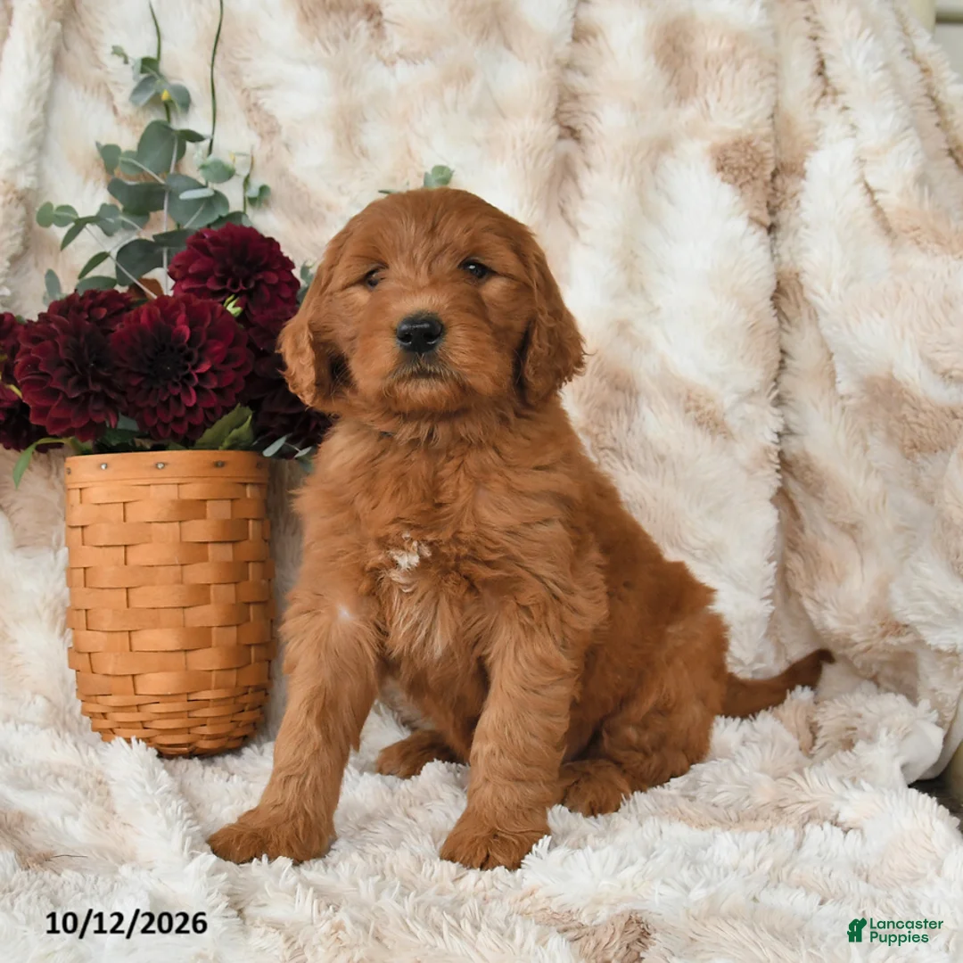 Goldendoodle dogs for sale: Hailey - Ad 3