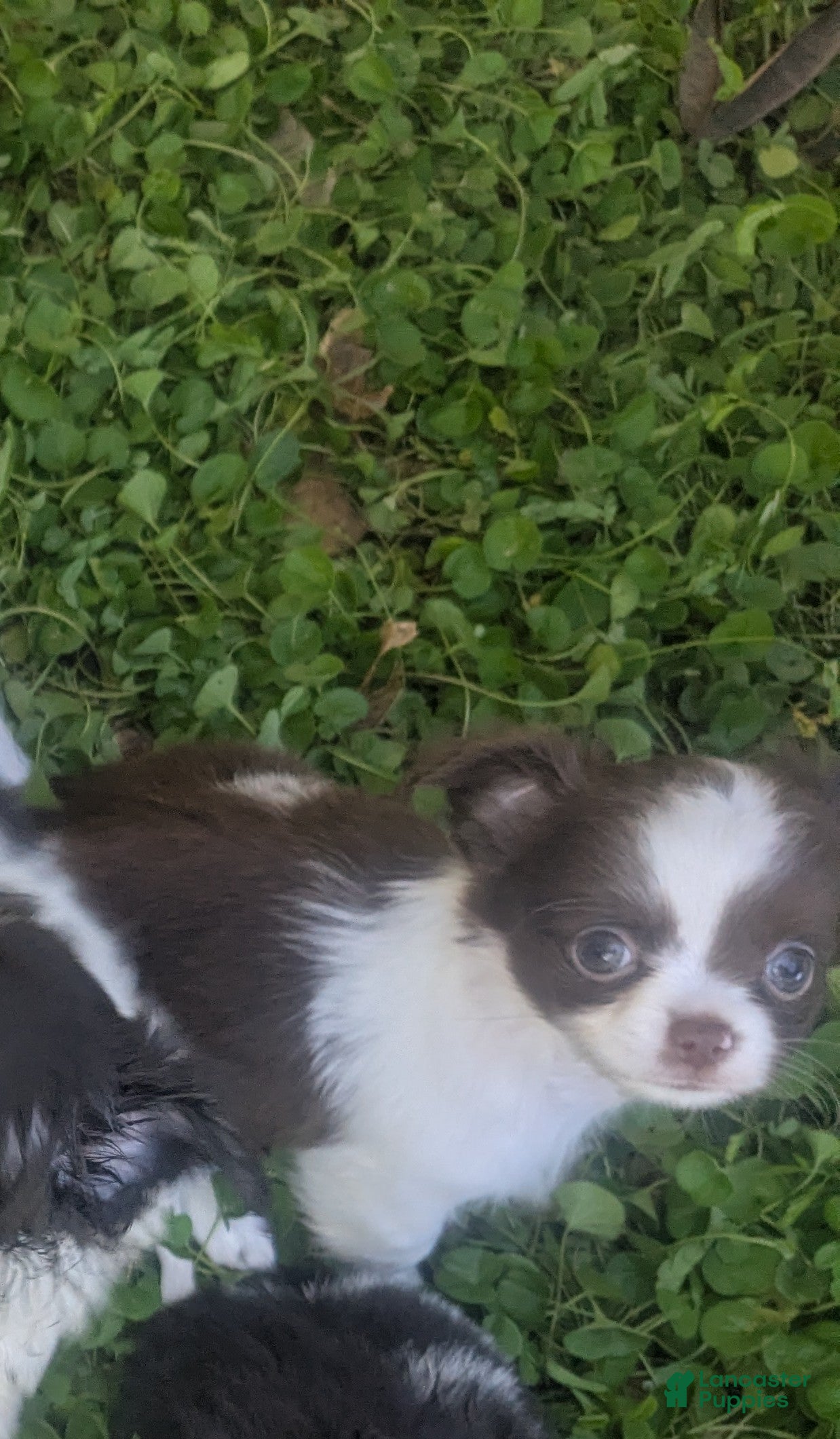Chihuahua dogs Peanut LC  - Ad 16