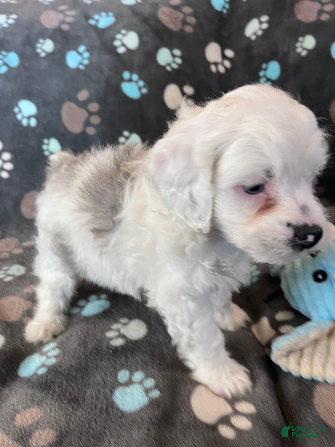Cockapoo dogs for sale: Cockapoo Puppy 2 - Ad 10