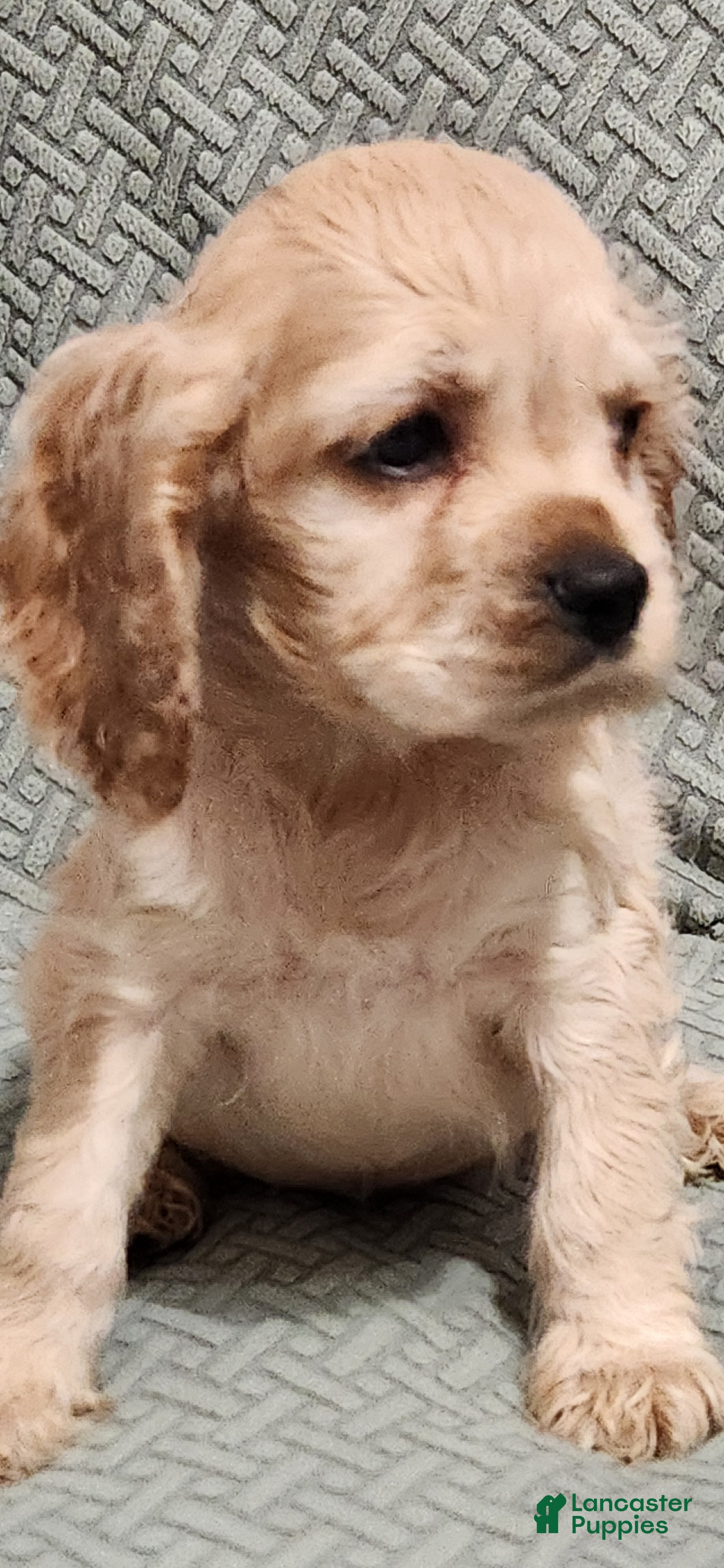 Cocker Spaniel dogs Cocker Spaniel 7 - Ad 2