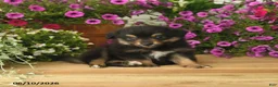 Toy Australian Shepherd dogs for sale: Adrian - Ad 2