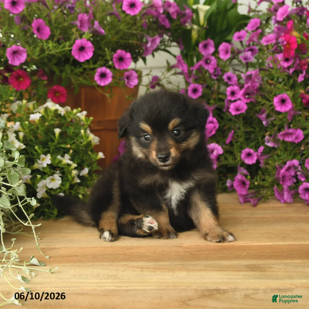 Toy Australian Shepherd dogs for sale: Adrian - Ad 2