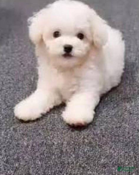 Toy Poodle dogs Toy Poodle Puppy 2 - Ad 25