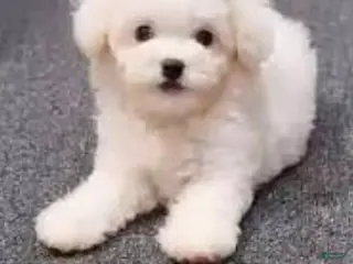 Toy Poodle dogs Toy Poodle Puppy 2 - Ad 25