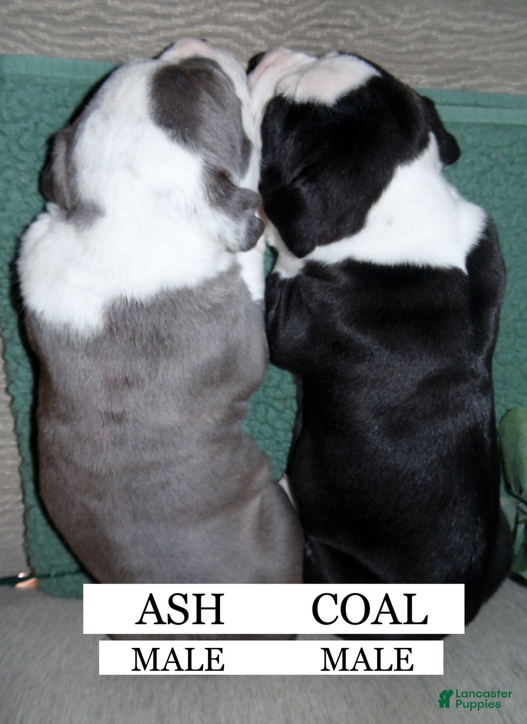 American Pit Bull Terrier dogs for sale: COAL - Ad 2