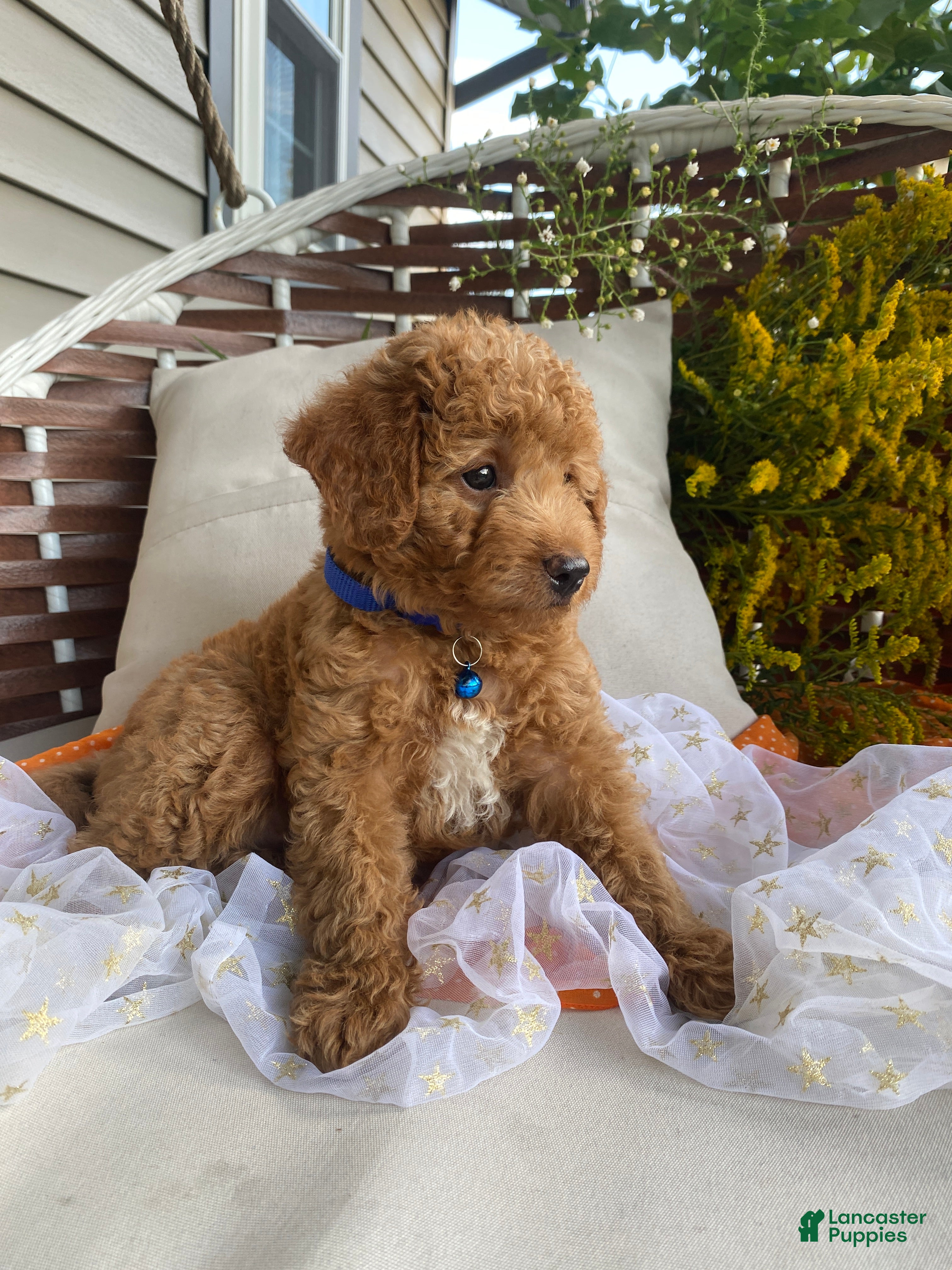 Miniature Labradoodle dogs Cam - Ad 2