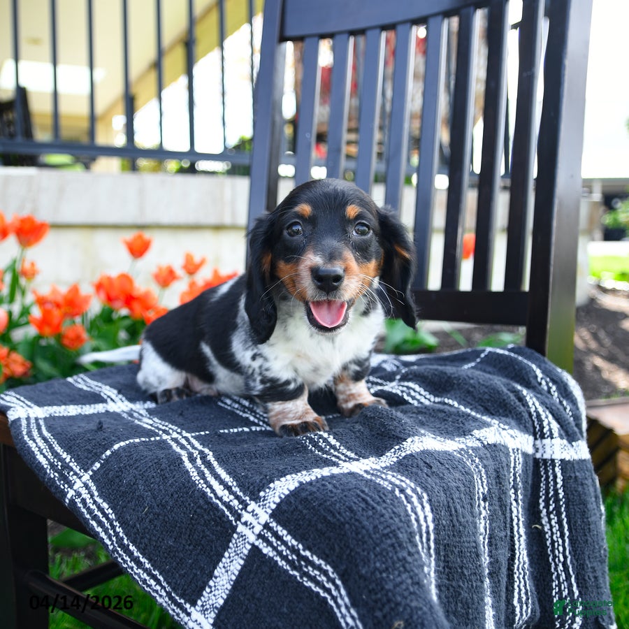 Miniature Dachshund dogs Dallas - Ad 1