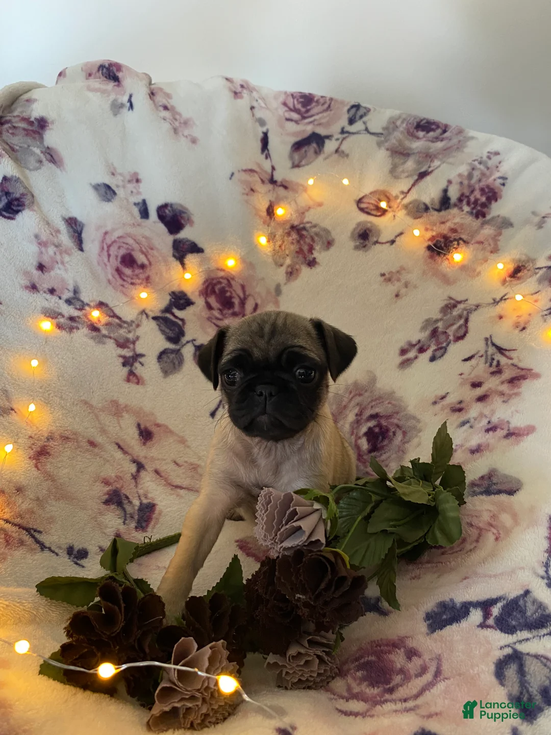 Pug dogs for sale: Pug Puppy 1 - Ad 2