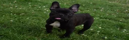 French Bulldog dogs for sale: Brady - Ad 2
