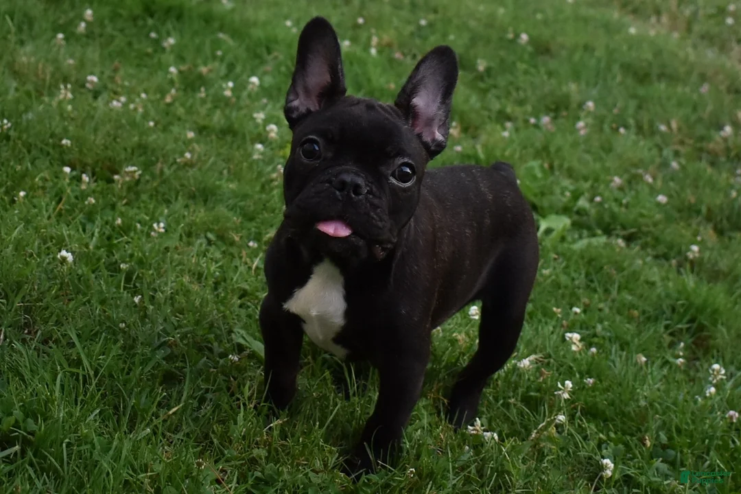 French Bulldog dogs for sale: Brady - Ad 2