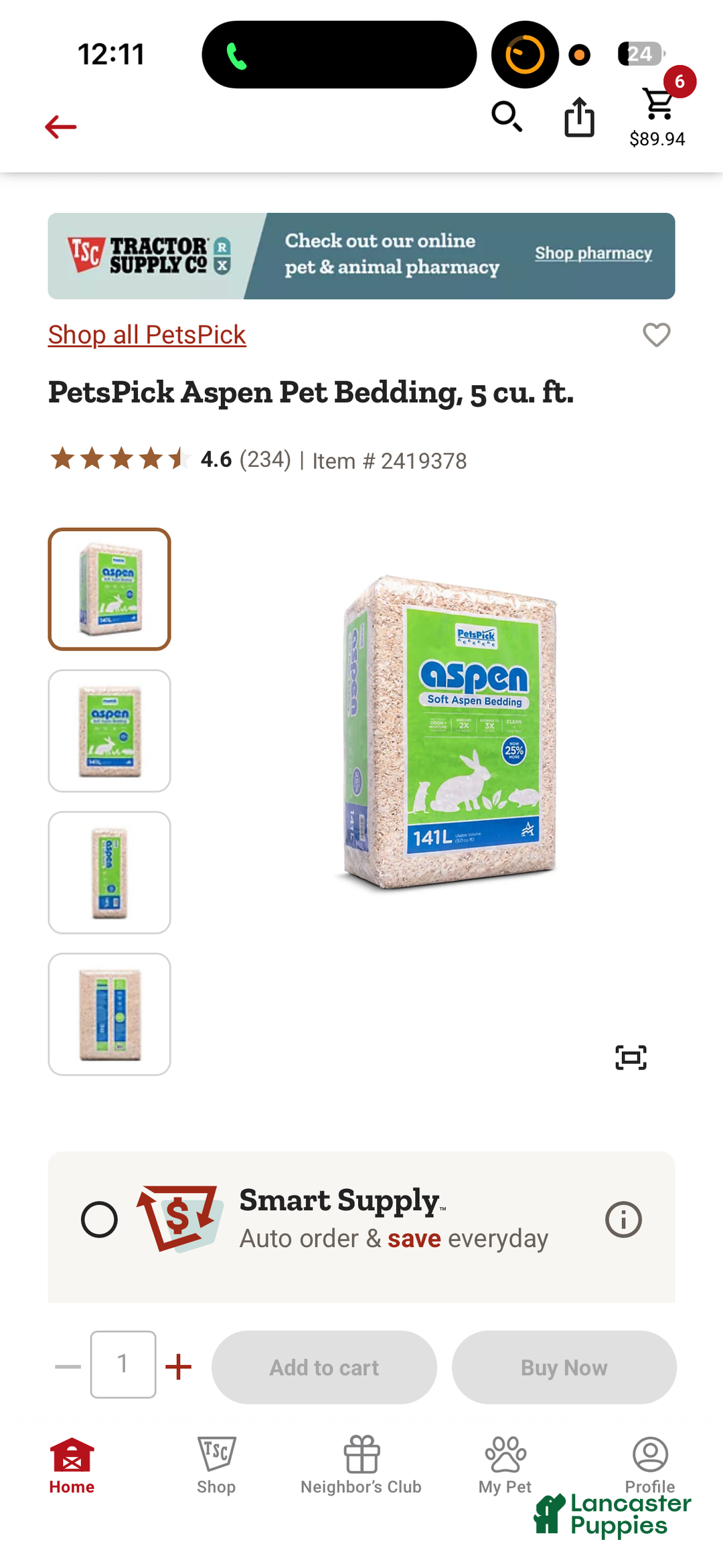 American Bully dogs for sale: Milli - Ad 34