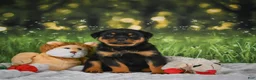 Rottweiler dogs for sale: Kenzie - Ad 6