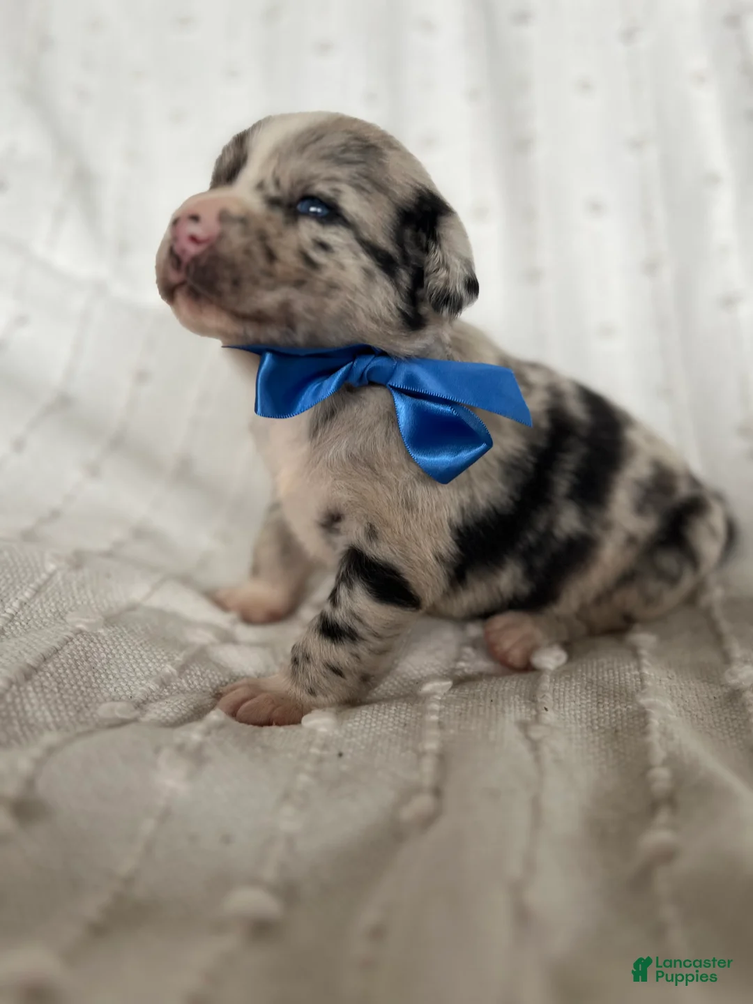 Mixed Breed dogs for sale: Cooper - Ad 2