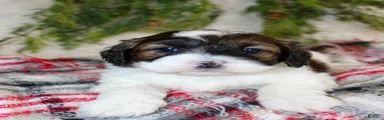 Shihpoo Puppy 1
