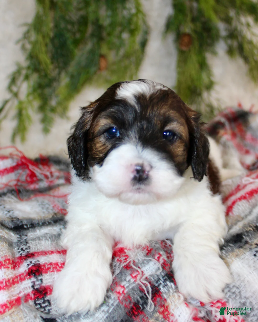 Shihpoo dogs for sale: Shihpoo Puppy 1 - Ad 1
