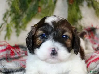 Shihpoo dogs Shihpoo Puppy 1 - Ad 3