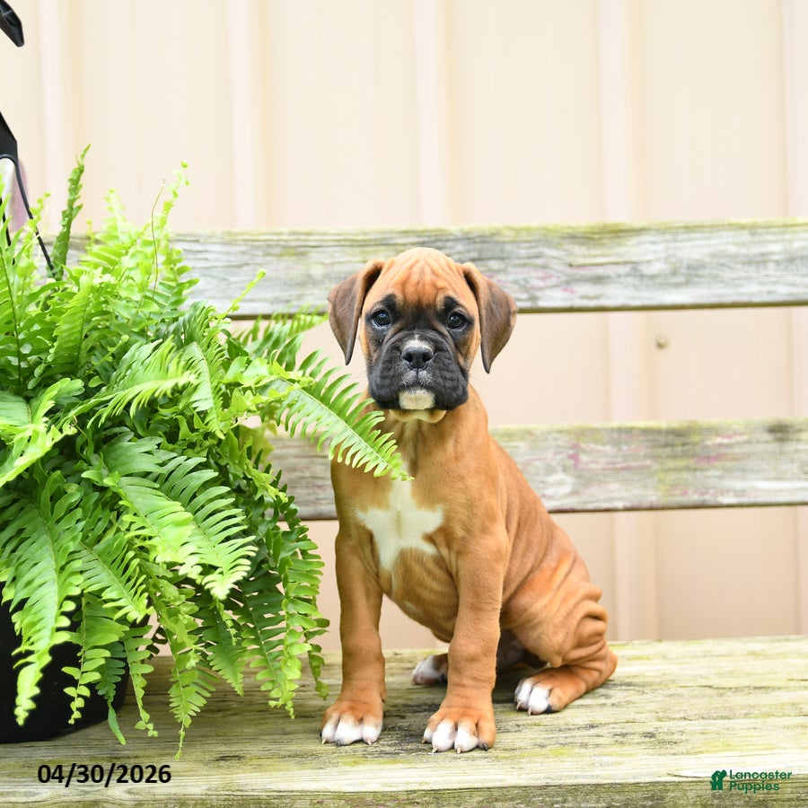 Twix Boxer for sale in Nottingham | Lancaster Puppies