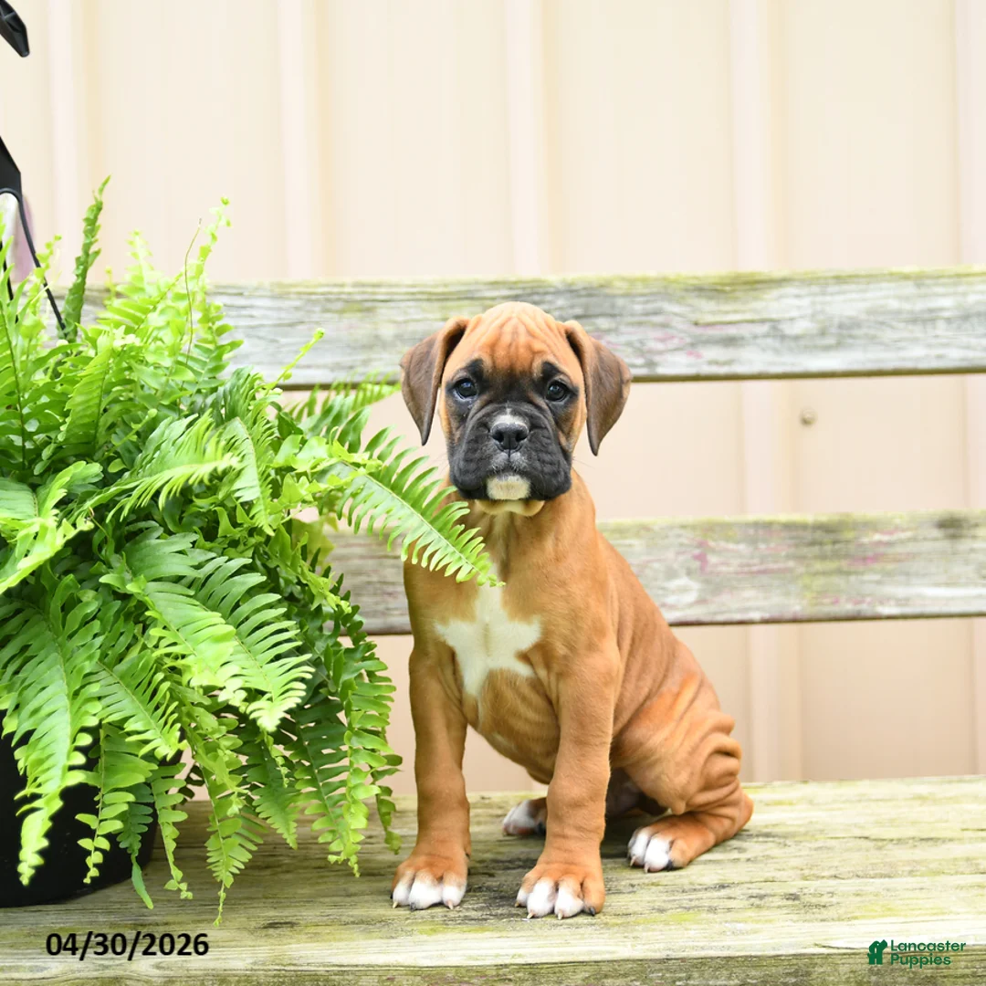 Boxer dogs for sale: Twix - Ad 1