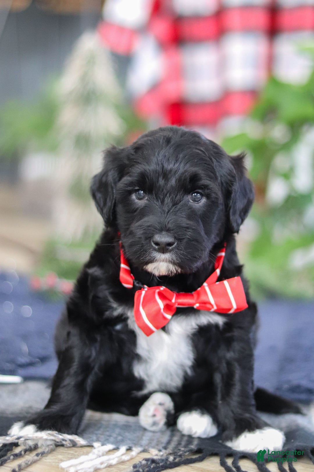 Portuguese Water Dog dogs for sale: Tristan - Ad 15