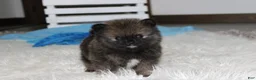 Pomeranian dogs for sale: Buttons  - Ad 7