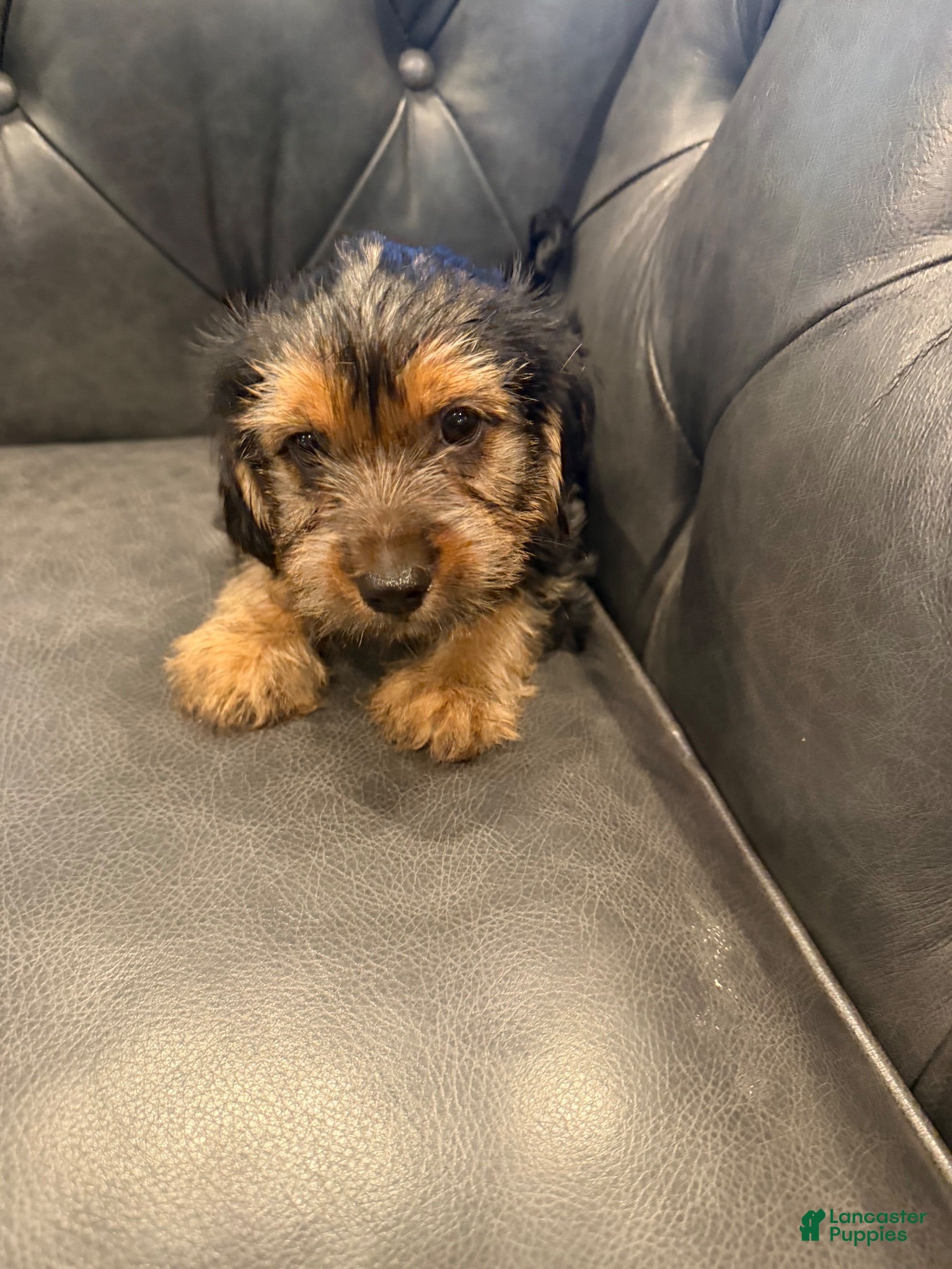 Shorkie dogs Shorkie 1 - Ad 2