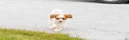 Mini Goldendoodle dogs for sale: Petunia  - Ad 9