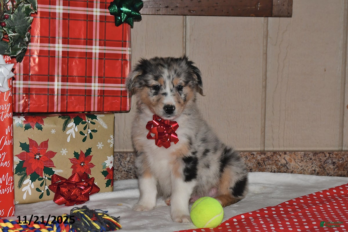 Australian Shepherd dogs Dewey - Ad 9
