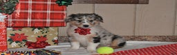 Australian Shepherd dogs for sale: Dewey - Ad 1
