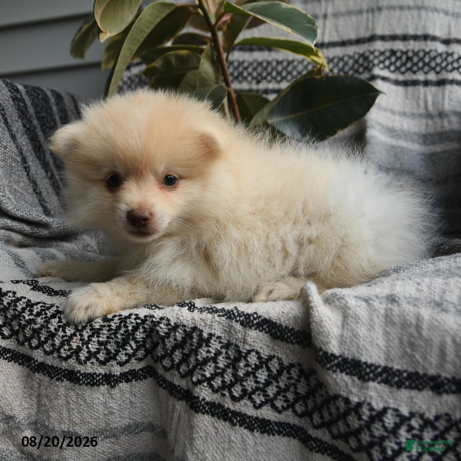 Pomeranian dogs Bernard - Ad 2