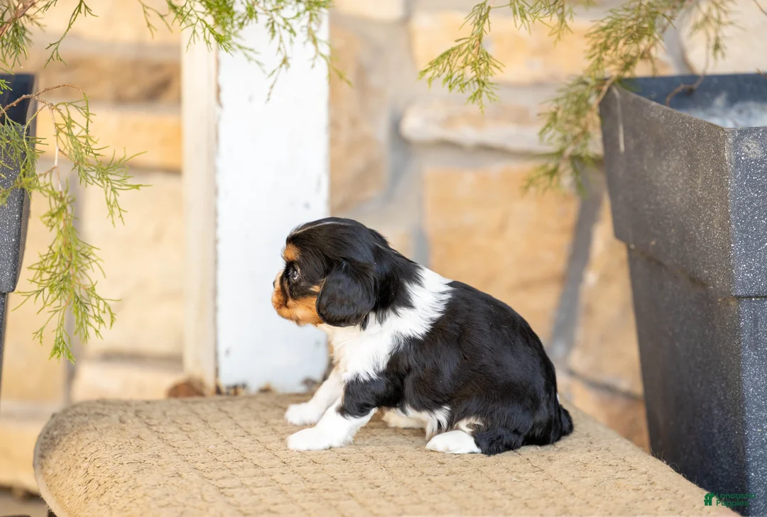 Cavalier King Charles Spaniel dogs for sale: AKC Winston  - Ad 3