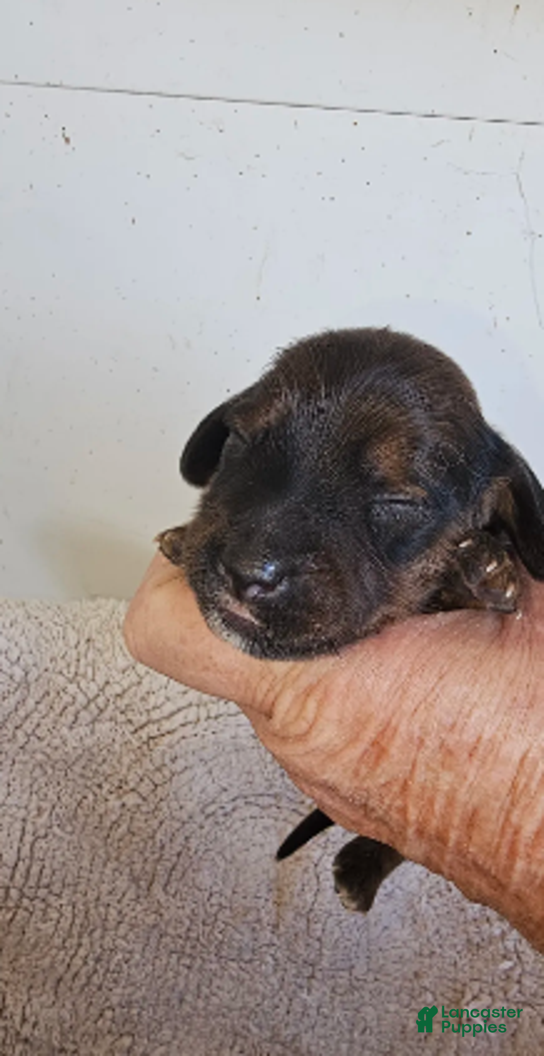 Miniature Dachshund dogs for sale: Elvis Long-haired - Ad 6