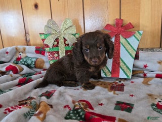 Miniature Dachshund dogs asher - Ad 36